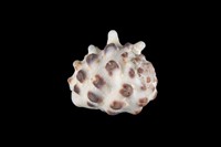 藏品(白齒岩螺)的圖片